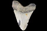 Fossil Megalodon Tooth - North Carolina #79909-2